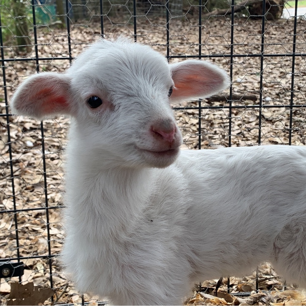 Meet your Posher, PetiteThrifts!